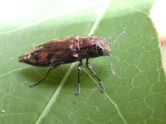 Euplectalecia sordidenotata