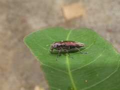Euplectalecia sordidenotata