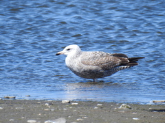 Larus argentatus smithsonianus