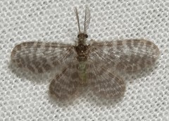 Nallachius americanus