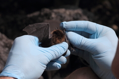 Myotis leibii
