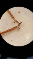 Aedes canadensis