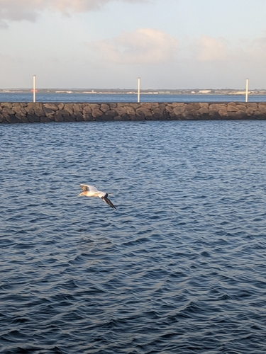 iNaturalist image