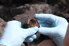 Myotis leibii