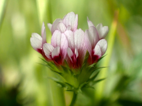 Trifolium variegatum observed 2026-07-17