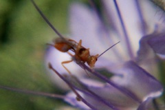 Braconidae