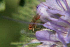 Braconidae