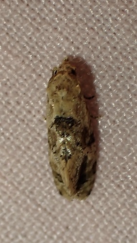 Chrysanthemum Flower Borer Moth photo 4