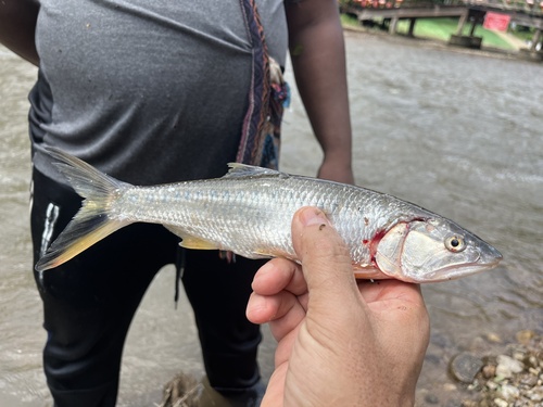Aziatische roofbarbeel (Raiamas guttatus) — Cyprinidae — 2
