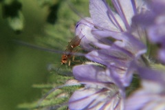 Braconidae
