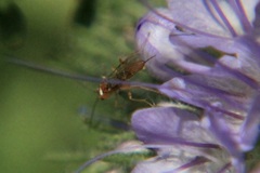 Braconidae