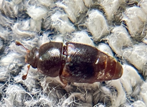 Urophorus humeralis, 2026-07-19