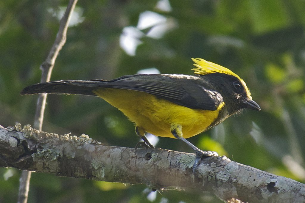 Sultan Tit