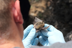 Myotis leibii