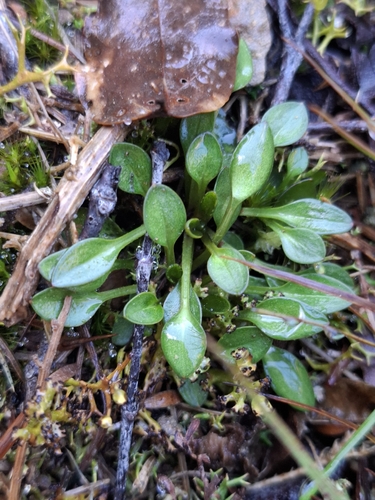 Gentianella grisebachii, 2026-07-19