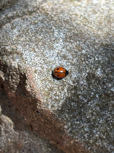 Winter Lady Beetle photo 3