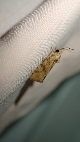 Koa Seedworm photo 4
