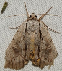 Catocala clintonii