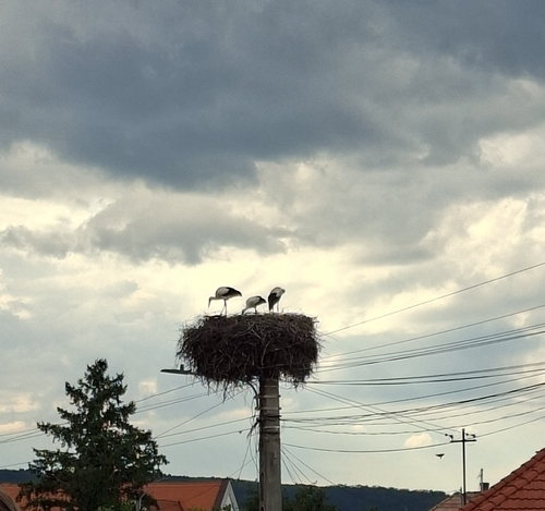 White Stork