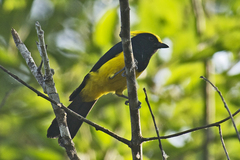Melanochlora sultanea