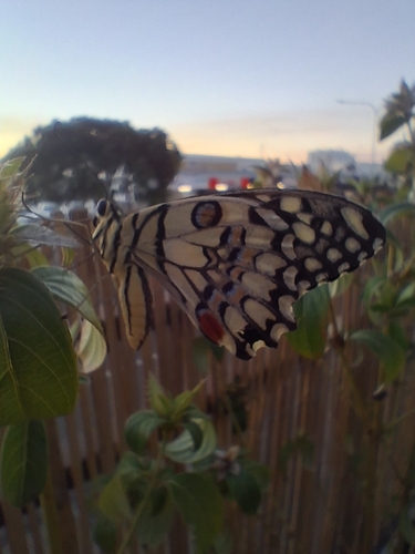 Lime Swallowtail