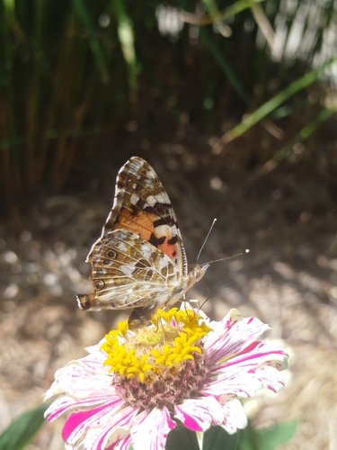 Painted Lady