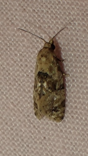 Chrysanthemum Flower Borer Moth photo 3
