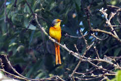 Pericrocotus ethologus