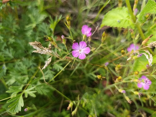 Dianthus campestris