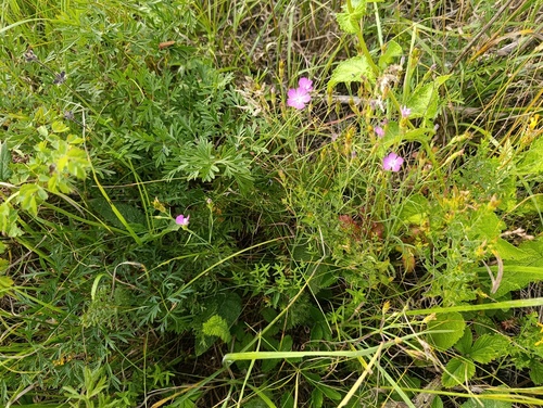 Dianthus campestris, photograph 1