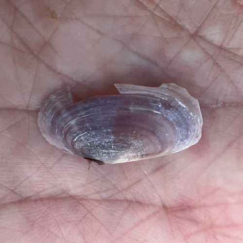 Hiatula alba, 2026-07-19