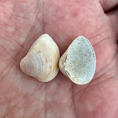 Spisula trigonella observed 2026-07-19