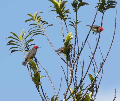 Mountain Myzomela (Myzomela adolphinae), photo 2