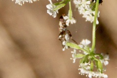 Syritta pipiens