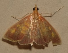 Pyrausta acrionalis