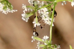 Syritta pipiens