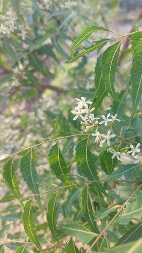 Neem