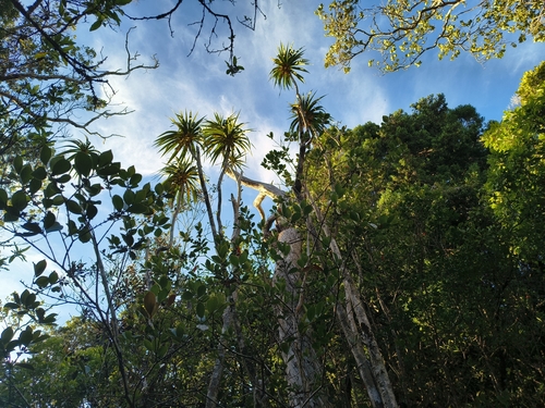 Dracaena aurea observed 2026-07-18