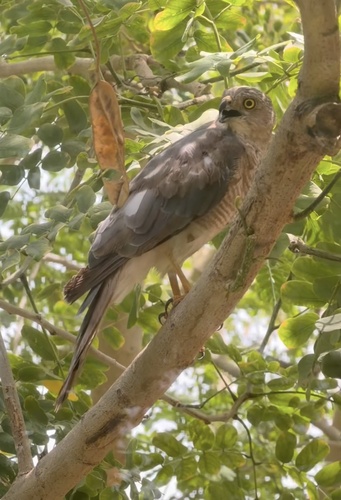 Shikra