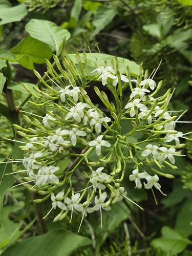 Pavetta indica observed 2026-07-19