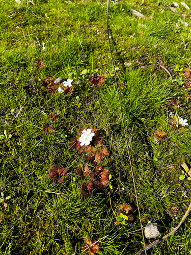 Drosera whittakeri
