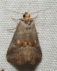 Hyperstrotia flaviguttata