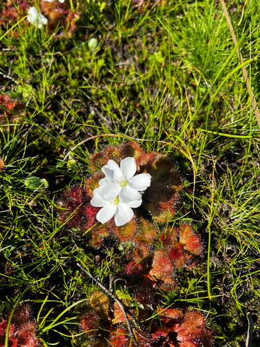 Drosera whittakeri
