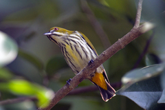 Dicaeum chrysorrheum