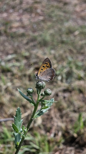 Small Copper