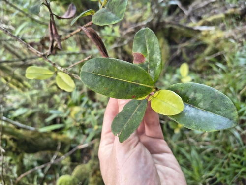 Syzygium sandwicense observed 2026-07-18