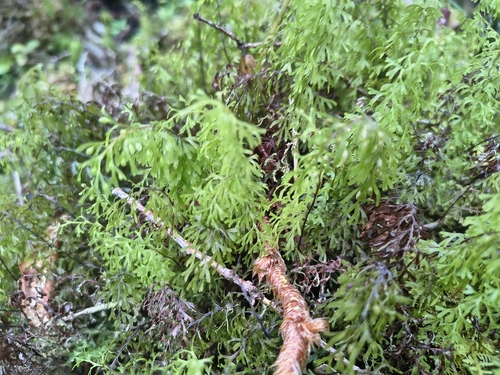 Hymenophyllum recurvum observed 2026-07-18