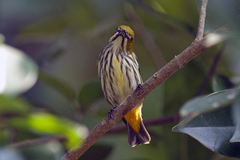 Dicaeum chrysorrheum