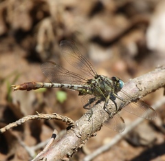 Arigomphus lentulus