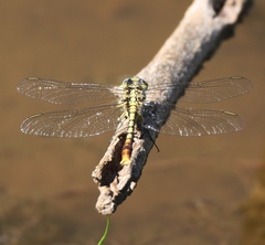 Arigomphus lentulus